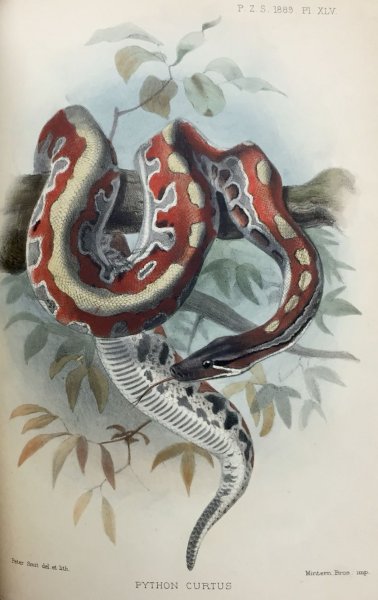 Змея акварелью