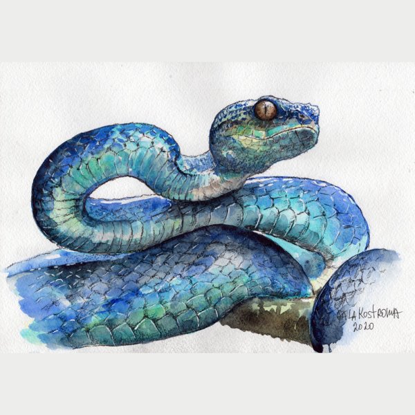 Змей акварель