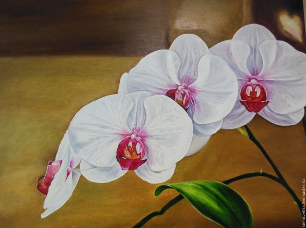 Орхидеи маслом на холсте