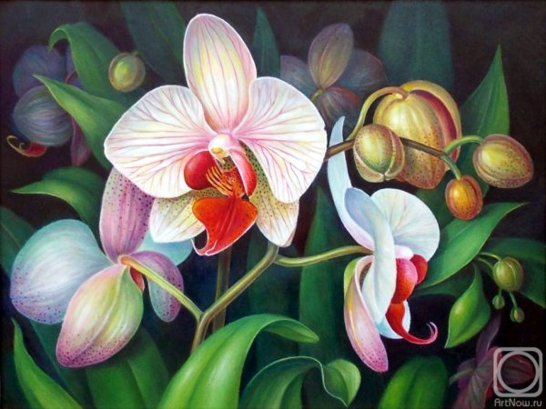 Картина Орхидея