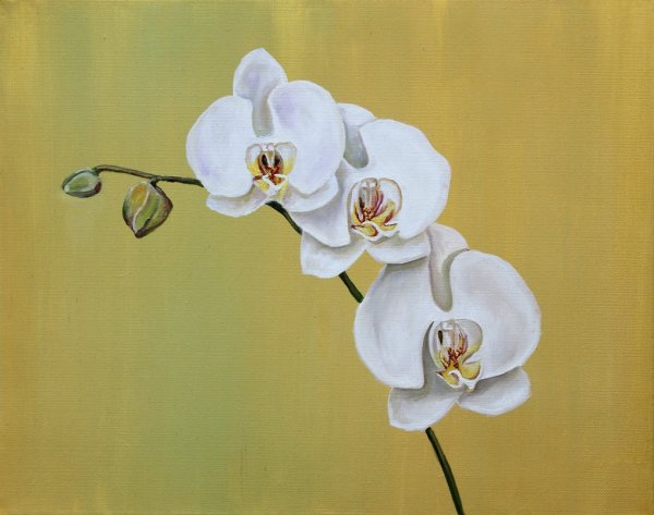 Белая Орхидея акварель