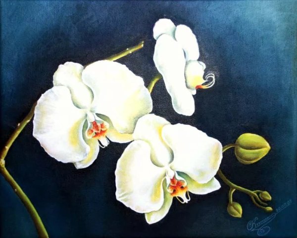 Орхидея белая маслом