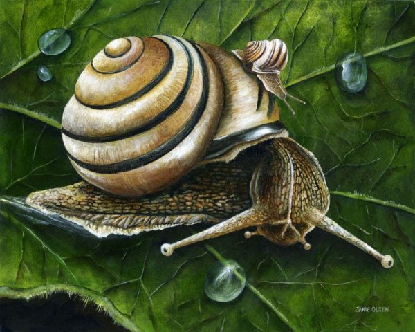 Улитка живопись