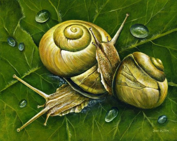 На рисование красивые улитки для детей