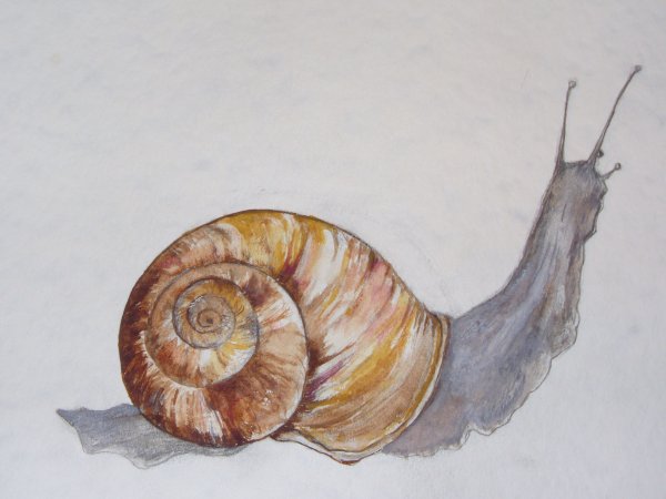Улитка рисунок акварель