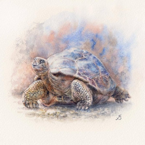 Сухопутная черепаха акварелью