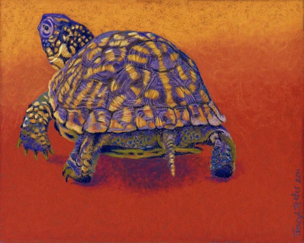 Черепаха рисунок