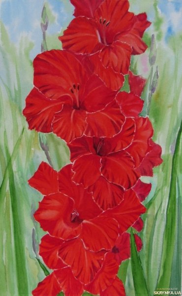 Гладиолусы акварелью Андрияка