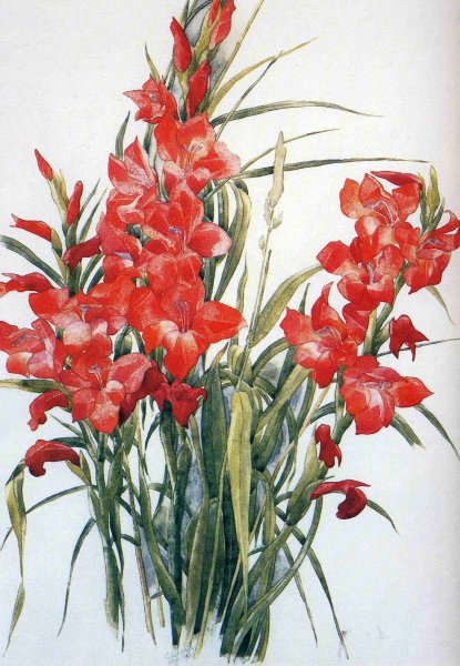 Гладиолусы акварелью Андрияка