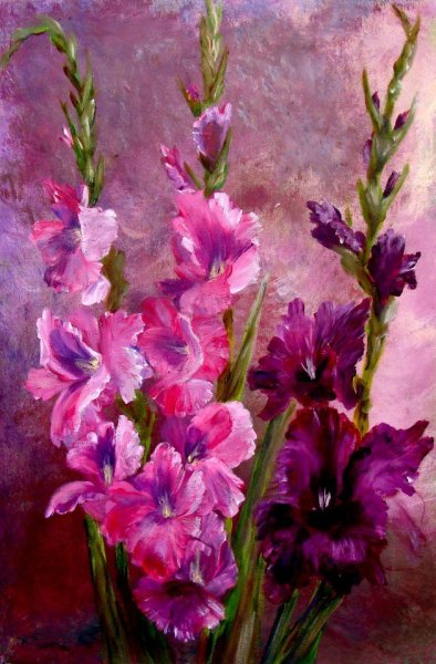 Андрияка гладиолусы