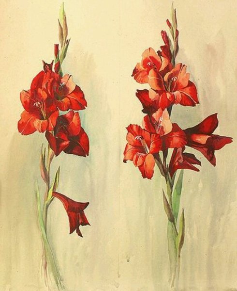 В Конашевич гладиолусы