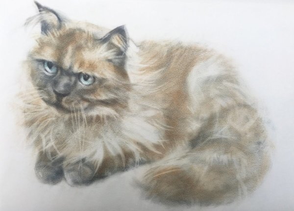 Сухая кисть животные