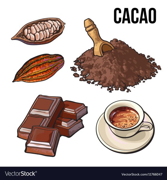 Какао порошок вектор