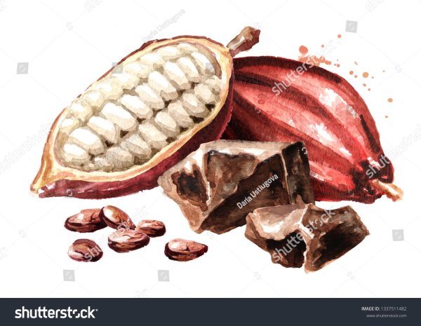 Какао Бобы иллюстрация акварель