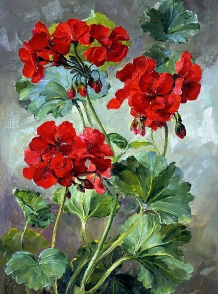 Альберт Вильямс (Albert Williams герань