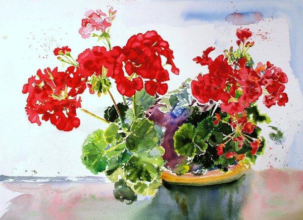 Герань Королевская живопись