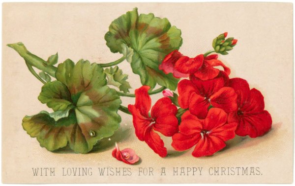 Ботаническая акварель герань