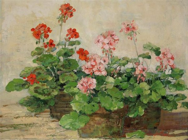 Джекфилдовская герань бет Рассел