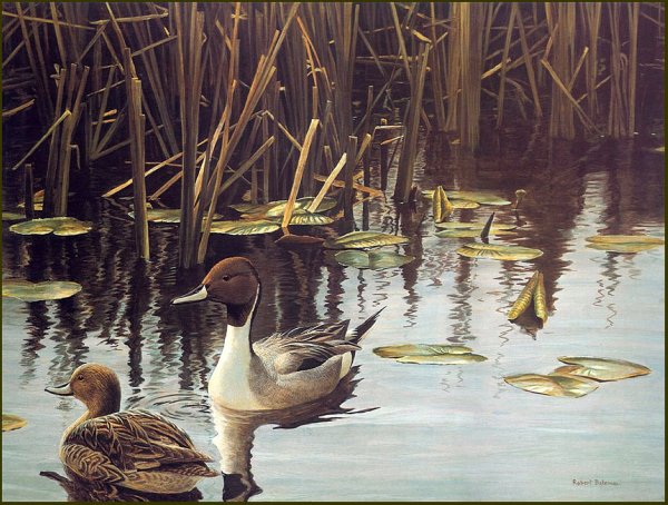 Роберт Бейтман. Утки . Картины