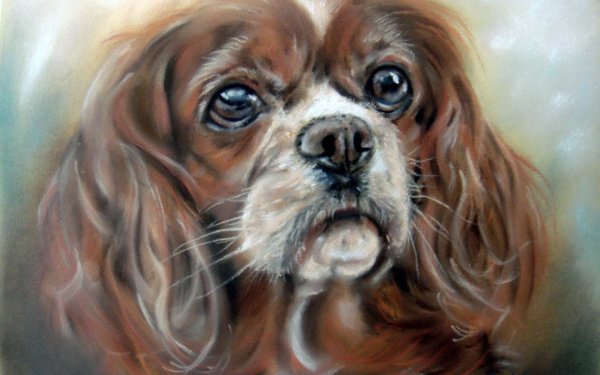 Кавалер Кинг Чарльз спаниель щенки