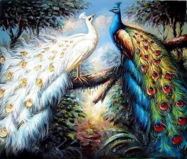 Два павлина
