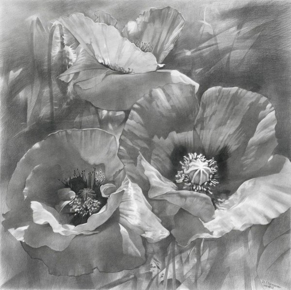 Роза гризайль