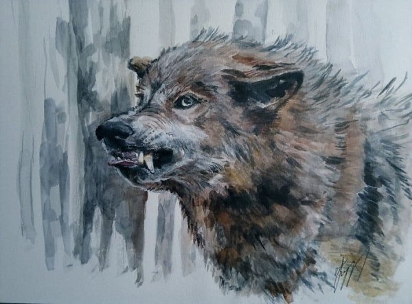 Волк акварелью