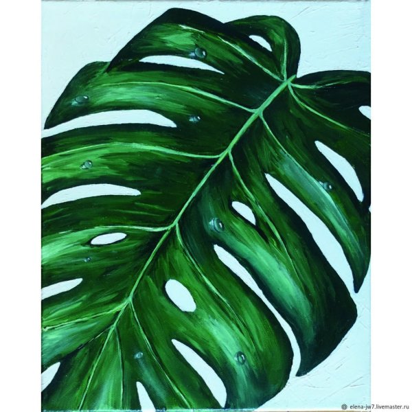 Monstera делицоса