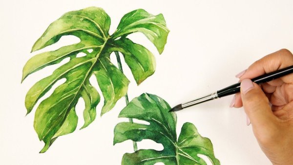 Рисуем маслом монстеру