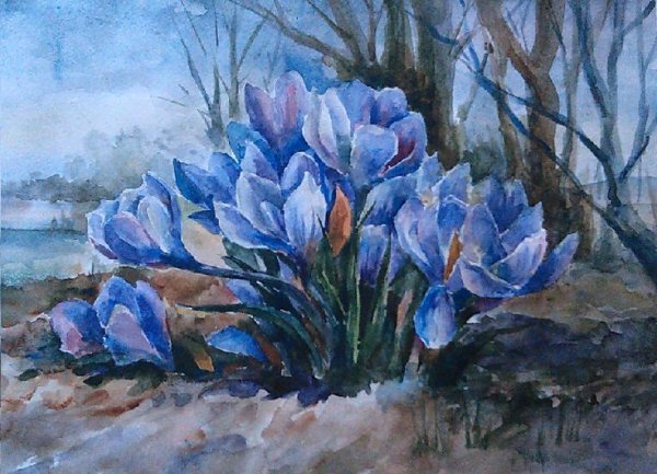 Курундаков подснежники