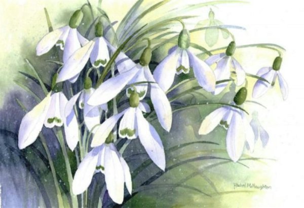 Rachel MCNAUGHTON подснежники