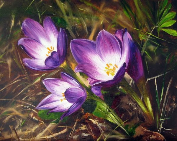 Жданов первоцветы