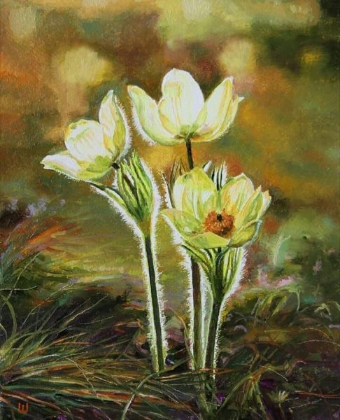 Курундаков подснежники