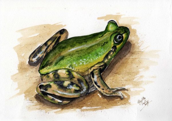 Зарисовки лягушек