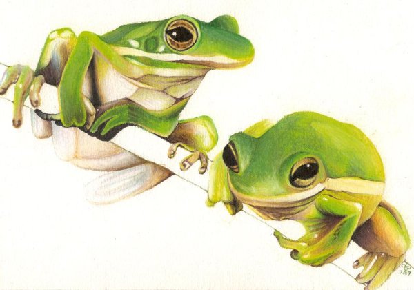 Лягушка Курбака Курбака