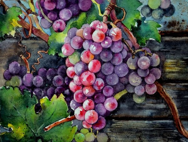Гроздь винограда акварель