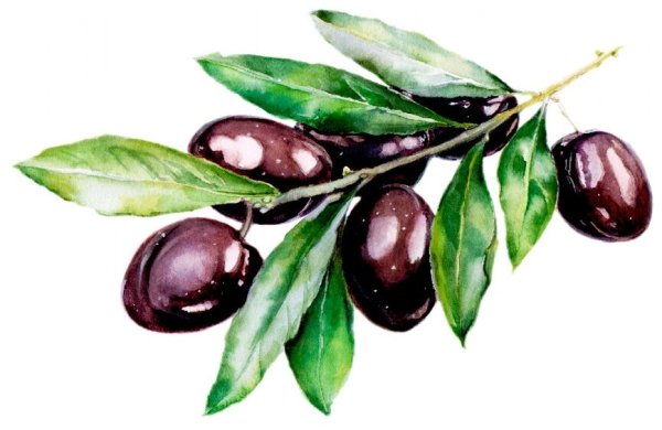 Оливки акварель