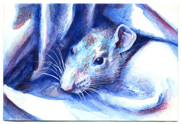 Крыса акварелью