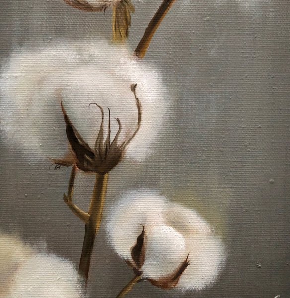 Хлопок цветок