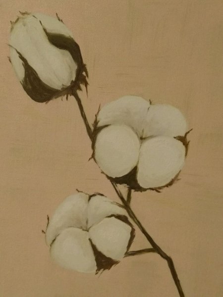 Хлопок цветок