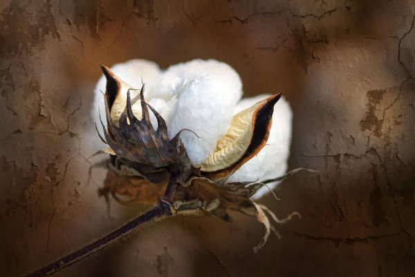 Хлопчатник в живописи