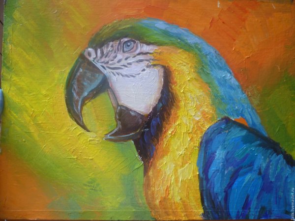 Попугай живопись маслом