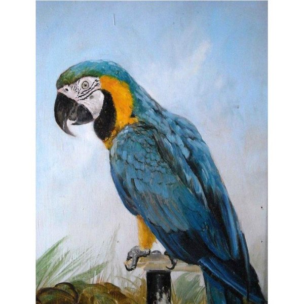 Акварельная живопись попугаи ара жако