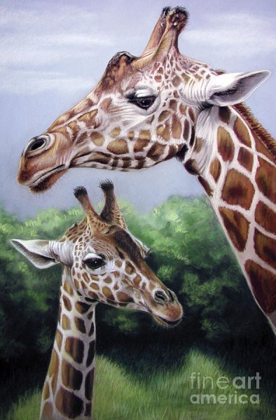 Жирафы маслом
