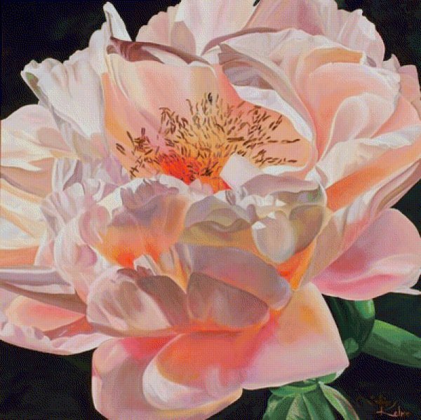 Пион акварелью Cathy Hillegas