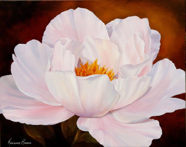 Пионы Marianne Broome