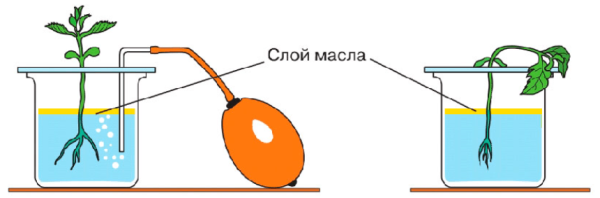 Опыт доказывающий дыхание корней растений