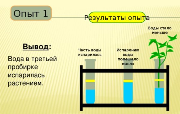 Опыт испарение воды растениями