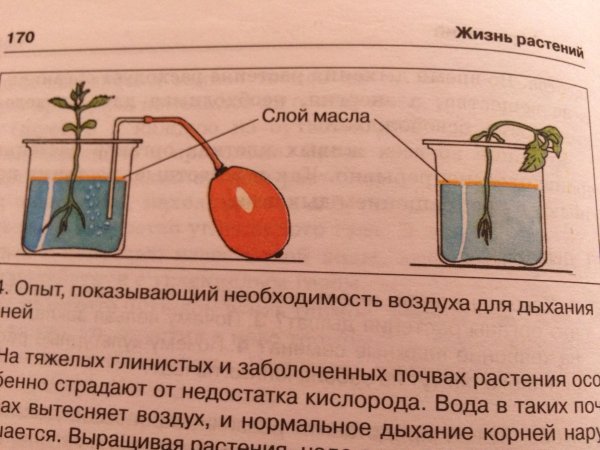 Дыхание корней растений опыт