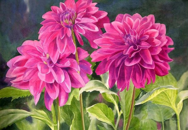 Георгины акварелистов